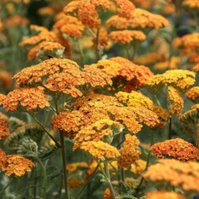 tysyachelistnik-terracotta