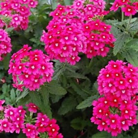 verbena2