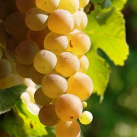 vinograd-muskat-troickij