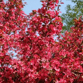 yablonya-veys-scarlet
