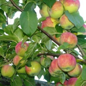 yablonya-vorgul